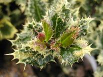 ilexpfolpaquifoliumferoxargenteacoblands