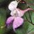 impatiensflotglandulifera