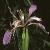 iriscflot9foetidissima