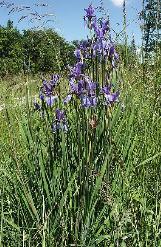 iriscforsibiricawikimediacommons