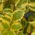ligustrumcfols9ovalifoliumaureumbread