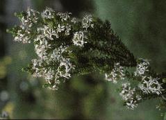 oleariapflospnummulariifoliaflowersjuly1994foord