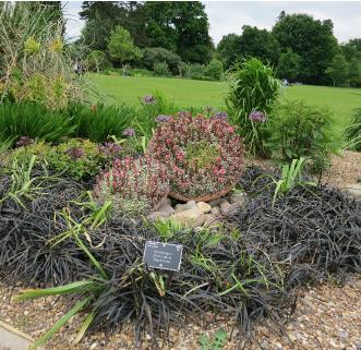 ophiopogondisplayplaniscapusnigrescenswisleygarnonswilliams