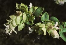 origanumpflosponitesfloweringinaugust1990foord