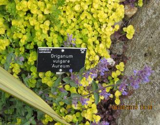origanumpforpvulgareaureum6may2019hydehallgarnonswilliams