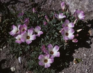 oxalispforpadenophyllafloweringon1551969foord