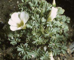 oxalispforpenneaphyllainjune1971foord
