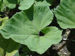 petasitescfolpjaponicusgiganteusbreadofcoblands