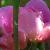 rosacfloconstancesprygarnonswilliamsfromstalbans