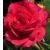 rosaflowercarpetrubycflomid1garnonswilliams