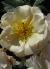 rosapenelopecflogarnonswilliams