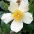 rosaweddingdaycflorogerltd