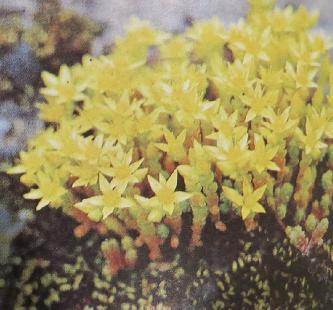 sedumpforpacrewildflowersfrompolunin