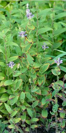 tricyrtispforp99hirtawikimediacommons