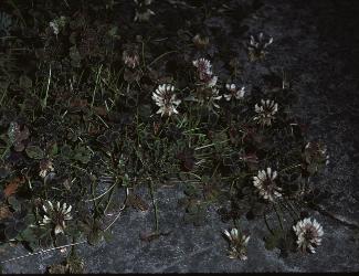 trifoliumpforprepenspurpurascensquadriphyllumjuly1973foord