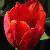 tulipacflo9couleurcardinalwikimediacommons