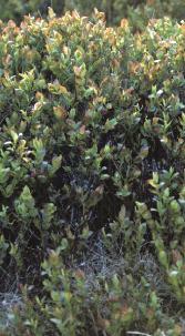 vacciniumpforpmyrtillusinsouthdartmoorinmay1984garnonswilliams