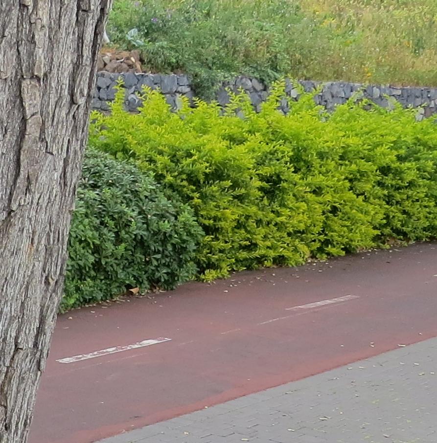 bicyclelane3garnonswilliams