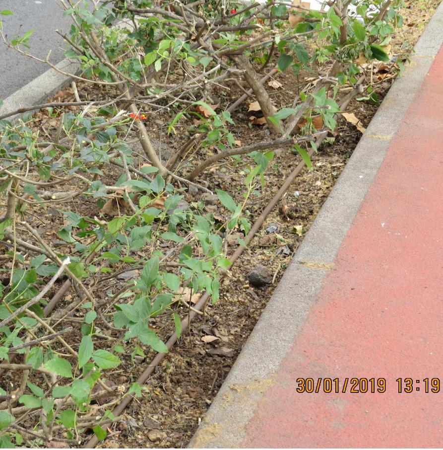 bicyclelane4garnonswilliams