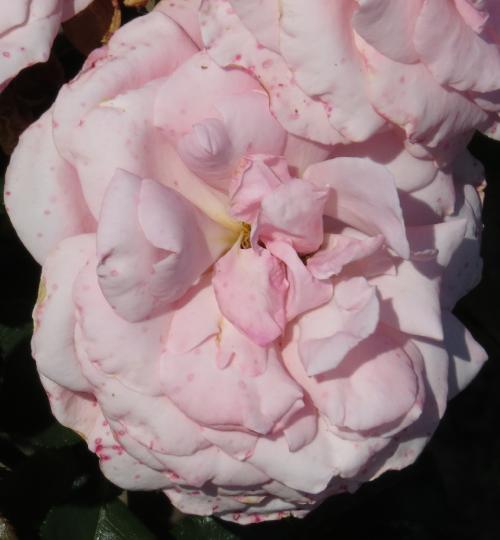 rosasexyrexyflodedgarnonwilliams