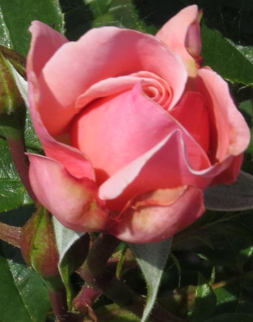 rosasexyrexyflojuvgarnonwilliams