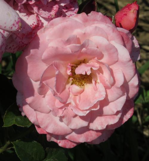 rosasexyrexyflomatgarnonwilliams