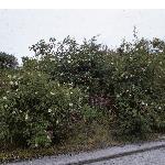 rosacaninadogrosegarhedge1