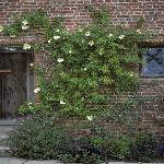 rosaemrmaidgarrambleronwall1