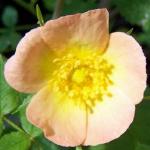 rosalordpenzanceflorogerltd