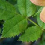 rosalordpenzancefolrogerltd