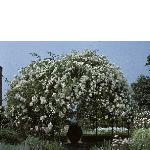 rosamulliganiidomeonanurn1