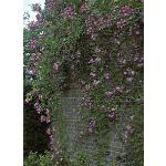 rosaveilchenblaugarrambleronwall1a