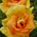rosadoreenflorogerltd