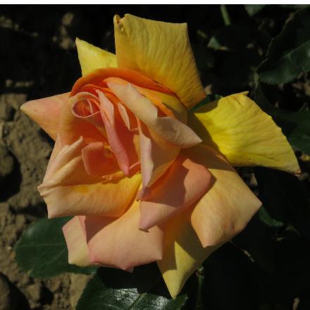 rosadoreenflo1garnonwilliams