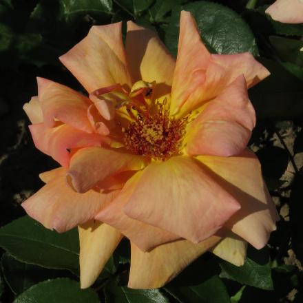 rosadoreenflo3garnonwilliams