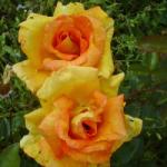 rosadoreenflosrogerltd