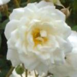 rosakatherinezeimetflorogerltd