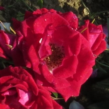 rosamerlotflo3garnonwilliams