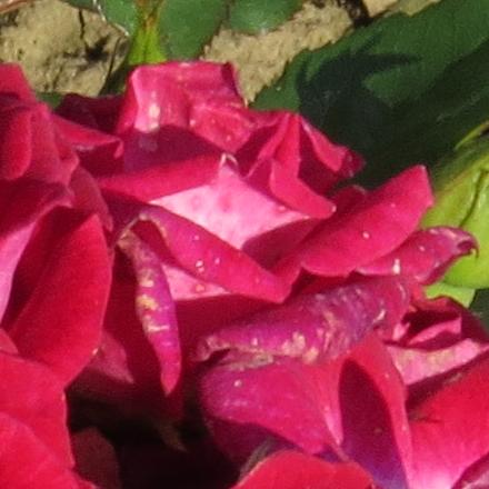 rosamerlotflo4garnonwilliams