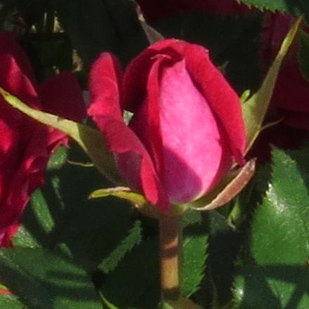 rosamerlotflobud2garnonwilliams