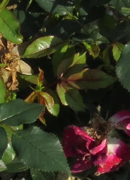 rosamerlotfolgarnonwilliams