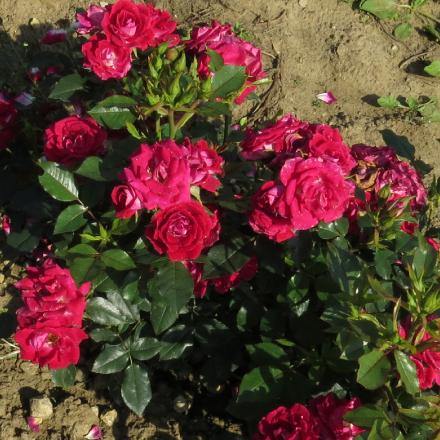 rosamerlotforgarnonwilliams