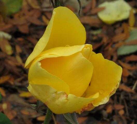 rosagloriousflojuvgarnonswilliams