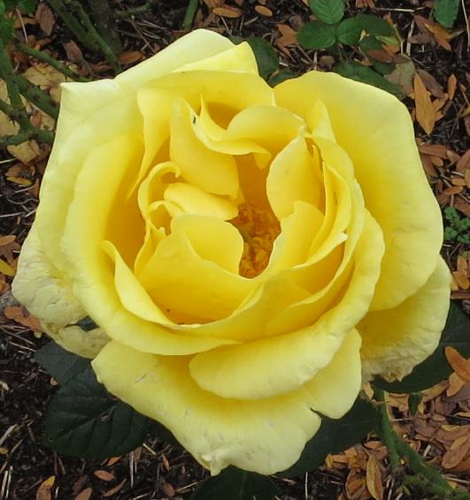 rosagloriousflomatgarnonswilliams