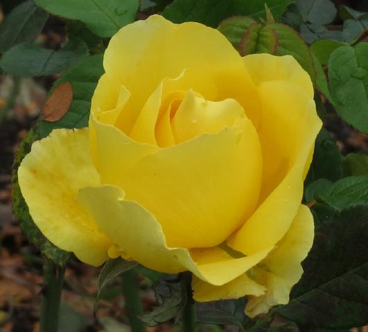 rosagloriousflomidgarnonswilliams