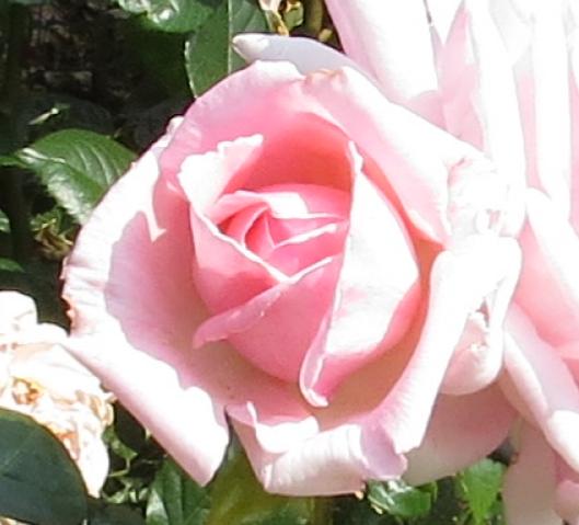rosahelenrobinsonflojuvgarnonswilliams