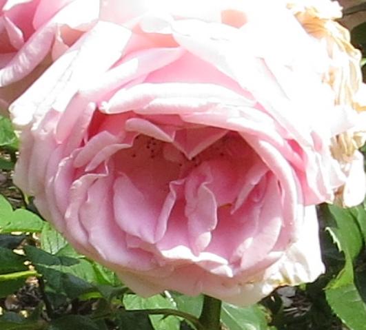 rosahelenrobinsonflomatgarnonswilliams
