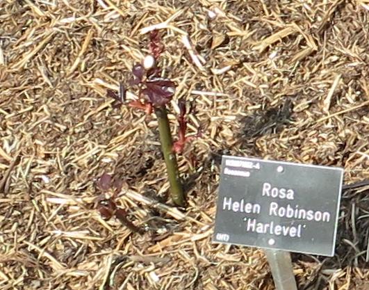 rosahelenrobinsonlabel1garnonswilliams