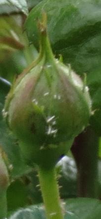 rosahighgrovebudcgarnonswilliams