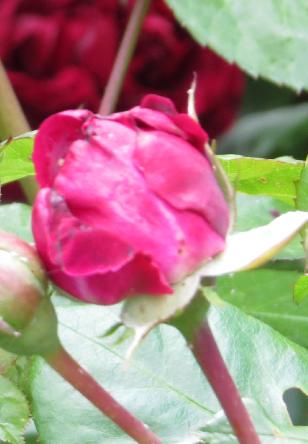 rosahighgrovebudogarnonswilliams